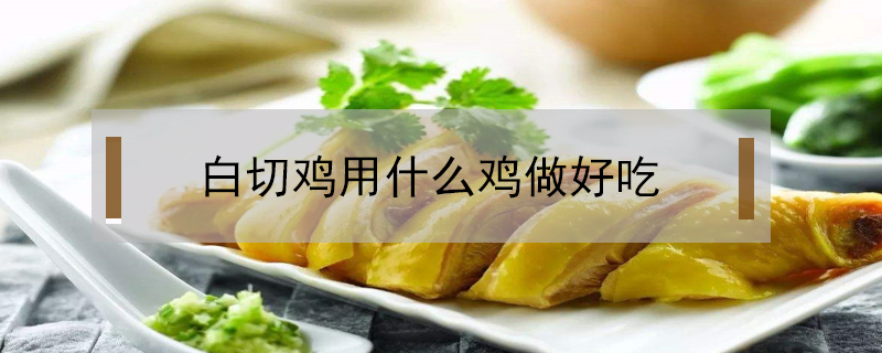 白切雞用什么雞做好吃