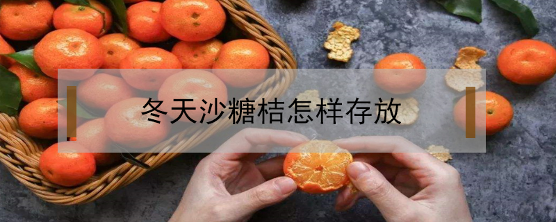 冬天沙糖桔怎樣存放