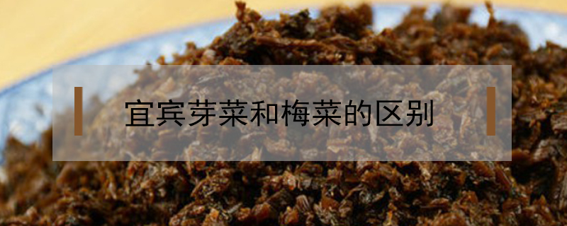 宜賓芽菜和梅菜的區別