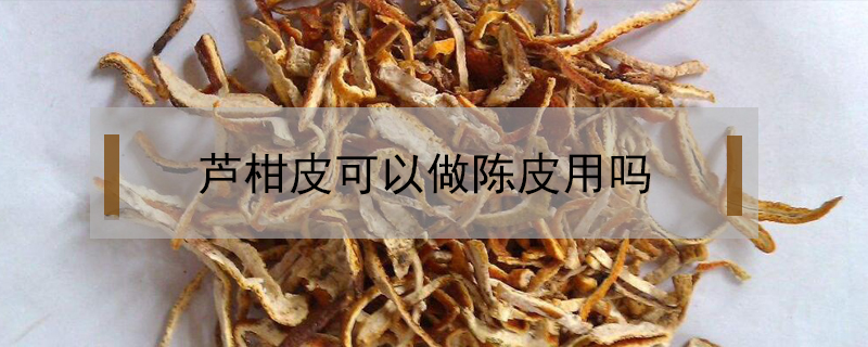 蘆柑皮可以做陳皮用嗎