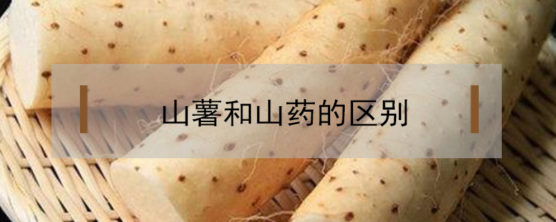 山薯和山藥的區別