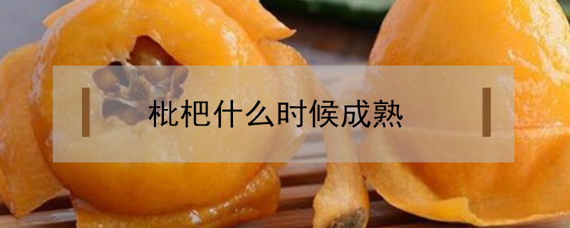枇杷什么時(shí)候成熟
