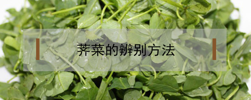 薺菜的辨別方法
