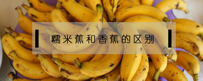 糯米蕉和香蕉的區(qū)別