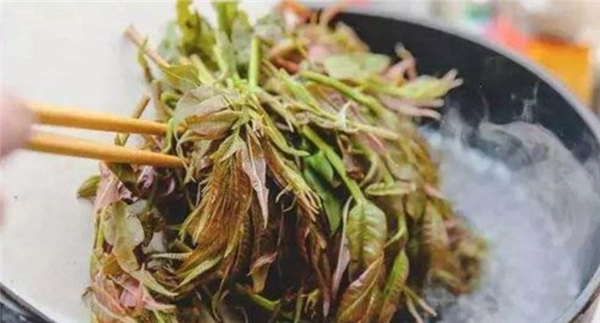香椿要不要焯水，香椿忘記焯水會中毒嗎