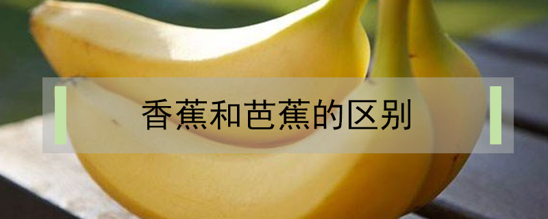 香蕉和芭蕉的區別