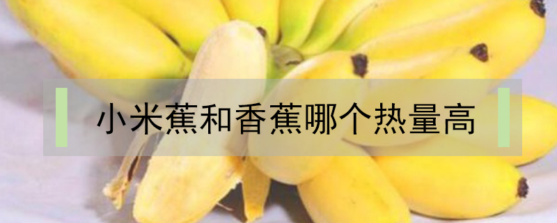 小米蕉和香蕉哪個熱量高