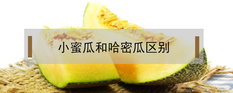 小蜜瓜和哈密瓜區別