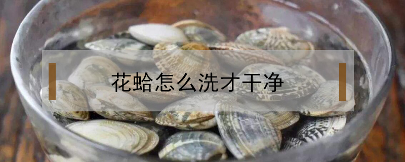 花蛤怎么洗才干凈