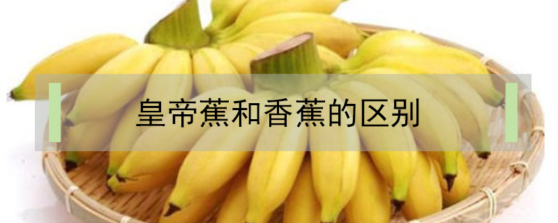 皇帝蕉和香蕉的區別