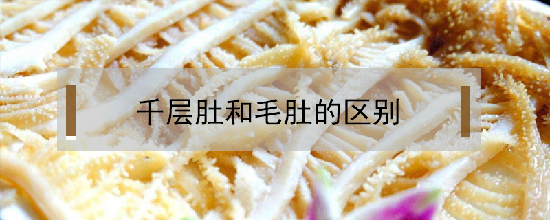 千層肚和毛肚的區別