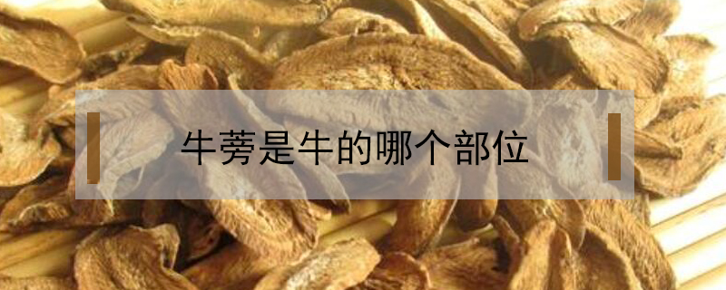 牛蒡是牛的哪個部位