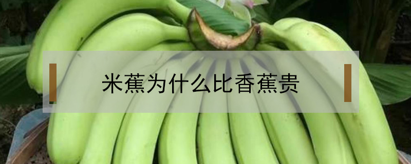 米蕉為什么比香蕉貴