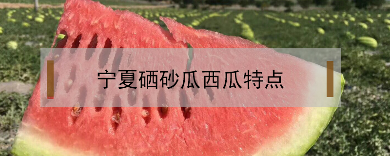 寧夏硒砂瓜西瓜特點