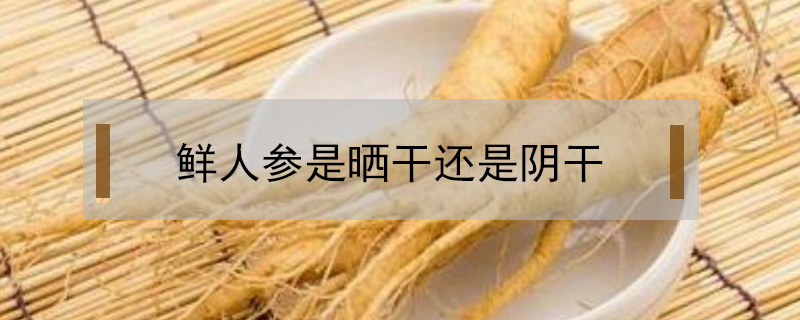 鮮人參是曬干還是陰干