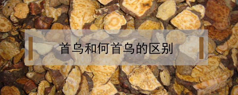 首烏和何首烏的區(qū)別