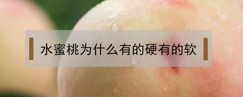 水蜜桃為什么有的硬有的軟