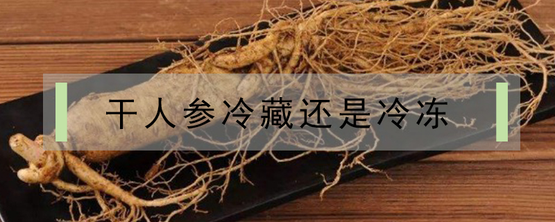 干人參冷藏還是冷凍