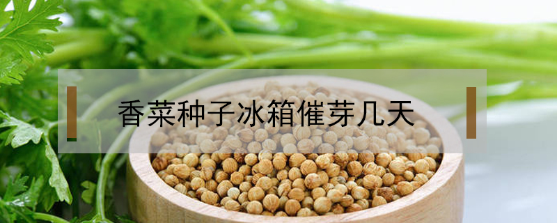 香菜種子冰箱催芽幾天