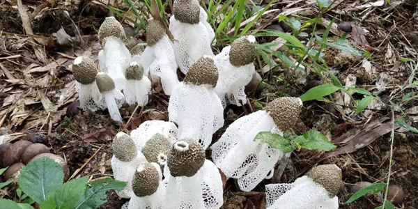 竹蓀是長在什么地方的