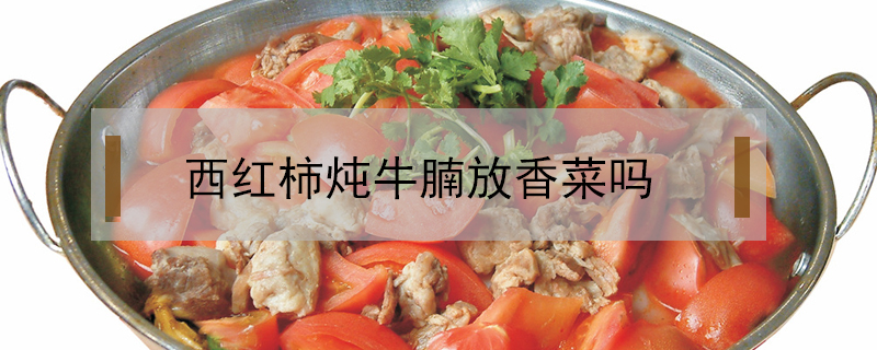 西紅柿燉牛腩放香菜嗎