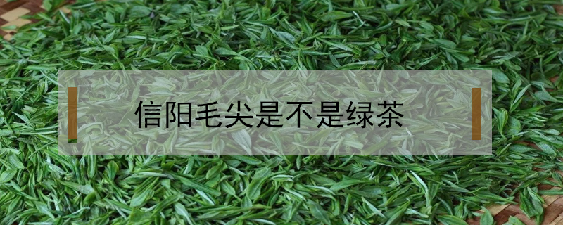 信陽毛尖是不是綠茶