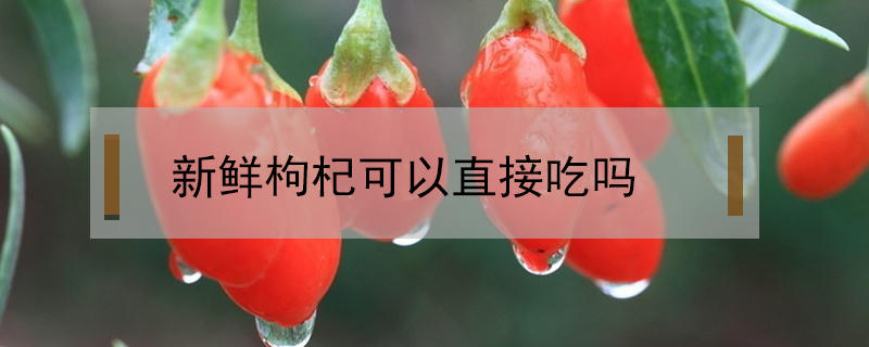 新鮮枸杞可以直接吃嗎