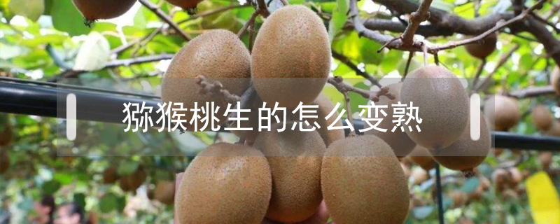 獼猴桃生的怎么變熟