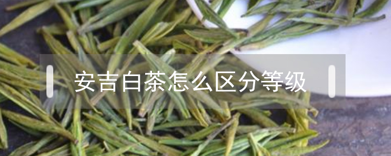安吉白茶怎么區分等級