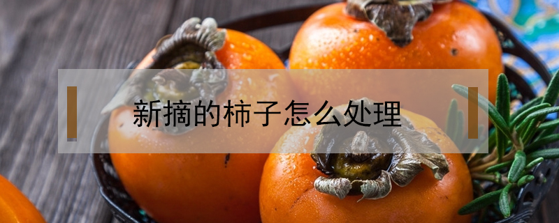 新摘的柿子怎么處理
