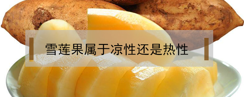 雪蓮果屬于涼性還是熱性