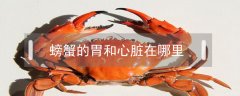 螃蟹的胃和心臟在哪里?