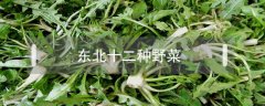 東北十二種野菜
