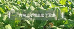 青菜上小黑蟲是什么蟲