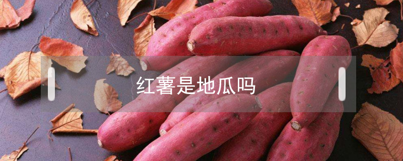 紅薯是地瓜嗎
