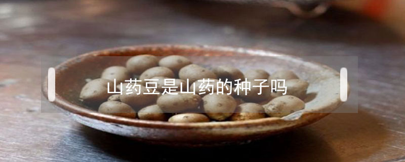 山藥豆是山藥的種子嗎