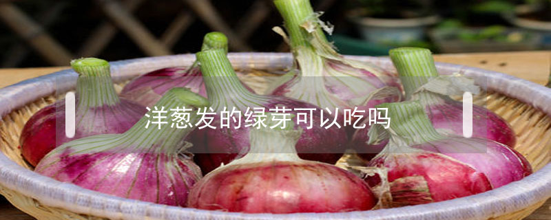 洋蔥發的綠芽可以吃嗎