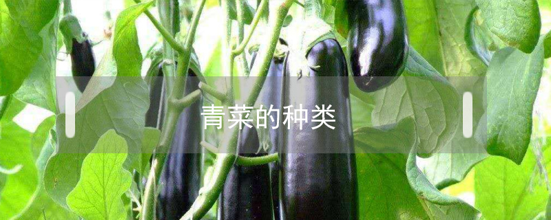 青菜的種類