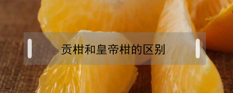 貢柑和皇帝柑的區別
