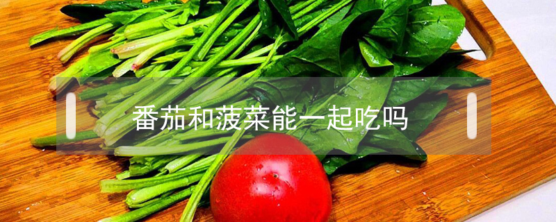 番茄和菠菜能一起吃嗎