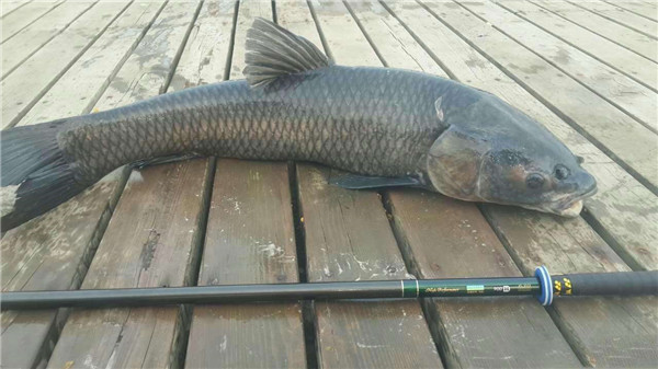 青魚為什么不吃頭