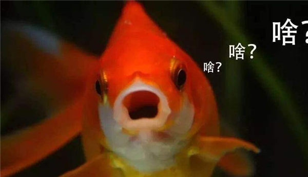 金魚的記憶真的只有七秒嗎，為什么說金魚的記憶只有七秒