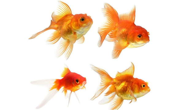 金魚的記憶真的只有七秒嗎,為什么說金魚的記憶只有七秒