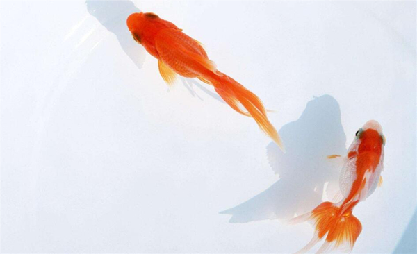 金魚的記憶真的只有七秒嗎，為什么說金魚的記憶只有七秒