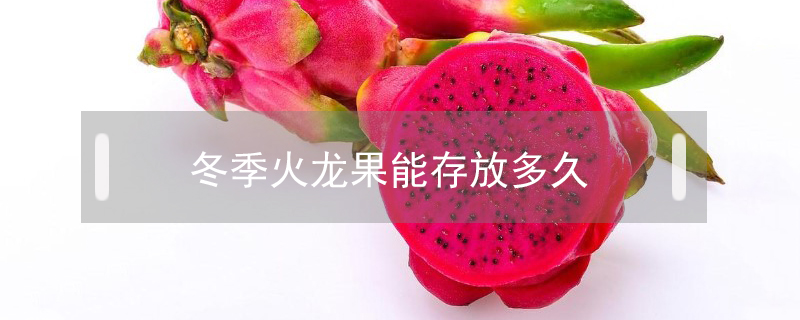 冬季火龍果能存放多久