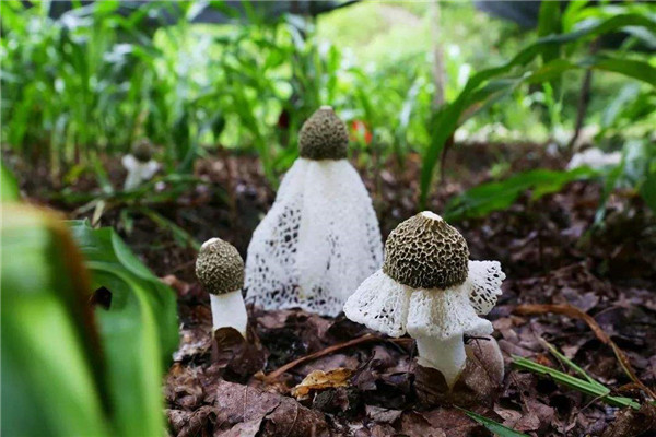 竹蓀怎么泡發(fā)