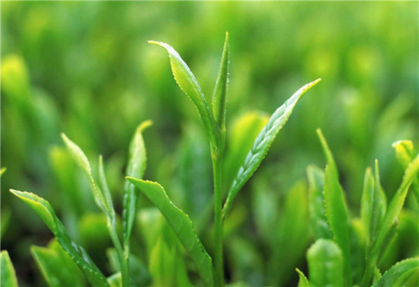 毛尖是綠茶還是紅茶