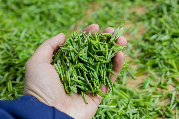 毛尖是綠茶還是紅茶