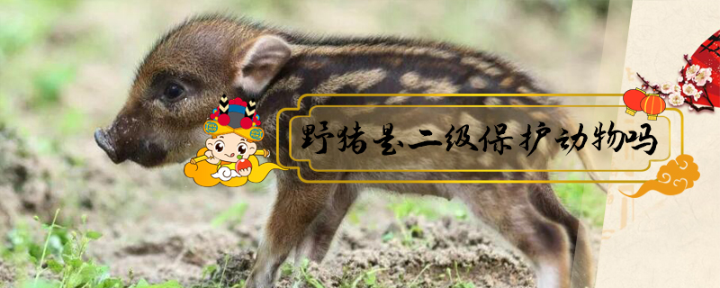 野豬是二級(jí)保護(hù)動(dòng)物嗎