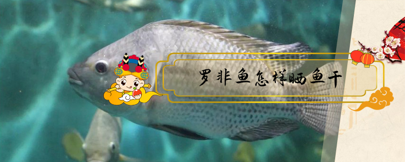 羅非魚怎樣曬魚干
